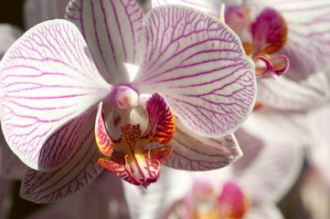 orchidea colomba