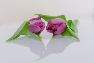 Schöne Tulpen als Muttertagsgeschenk - Orte zum Muttertag
