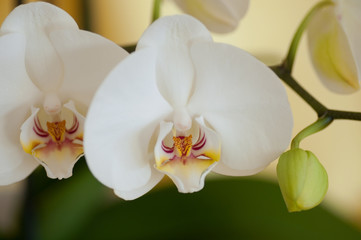 Naklejka na ściany i meble orchidea 6