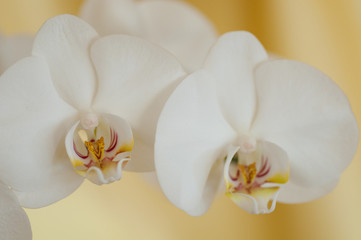 Fototapeta na wymiar copia orchidee