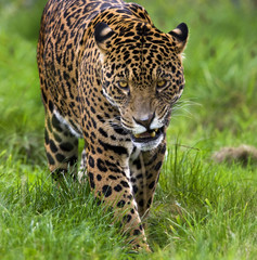 Naklejka premium Jaguar (Panthera onca) - Brazil