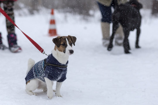 Jack Russell for a walk in the winter