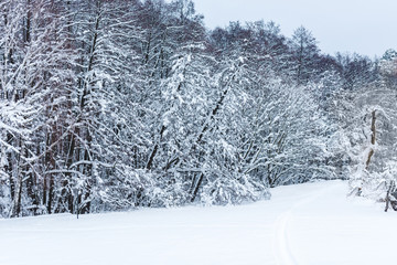 scenic view of winter forest and trees covered with snow