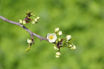 Cherry plum Prunus cerasifera blossom.