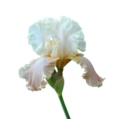 Deurstickers iris flower © Hanna