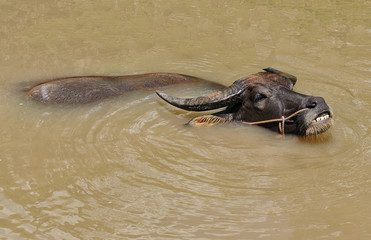 Water buffalo in the Mekong delta near Vinh Long in Vietnam