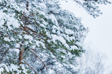 close-up view of snow covered branches in winter park