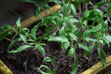 Tomatoe sprouts in a box on a windowsill for planting in greenhouse in spring