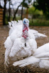 Breeding turkeys on a farm.