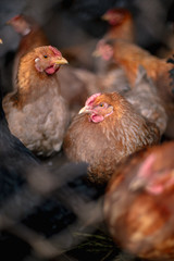 Chickens on the farm. Toned, style, color photo.