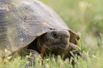 Big spur thighed turtle (Testudo graeca) in the grass, Macin Mountains, Dobrogea