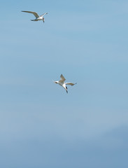 A Sandwich tern (Thalasseus sandvicensis) shortly before diving for food
