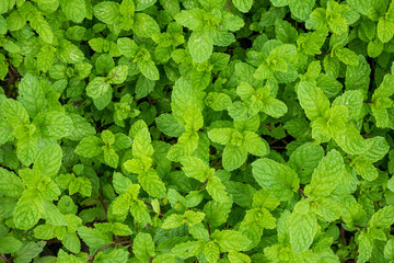 close up mint leaves plant grow in organic vegetable garden © Kwangmoozaa