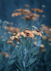Orange Blüten
