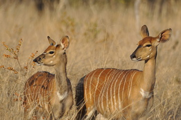 Nyalas