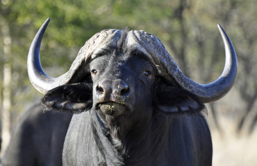 African Buffalo