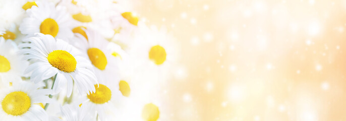 Natural bright background with beautiful daisy flowers.