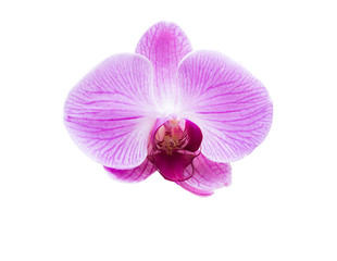 Isolated Orchid