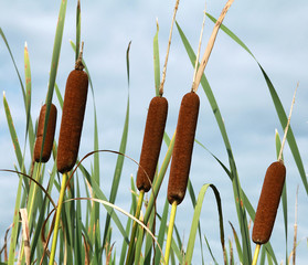 Typha latifolia