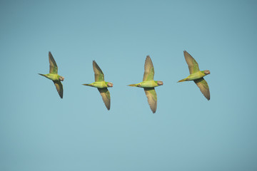 Red-breasted parakeet flying on blue sky