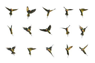 Set of red-breasted parakeet flying isolated on white background - obrazy, fototapety, plakaty