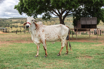 Vaca em pasto da raça gir