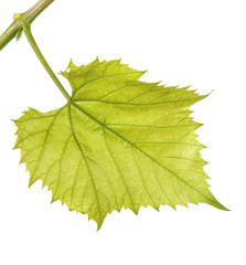 Green grape leaf. isolated on white background