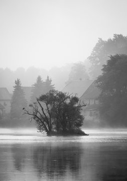 Fog over the tree © Ladislav