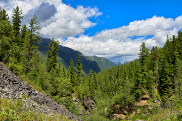 Obraz premium Slopes of dark coniferous taiga in July