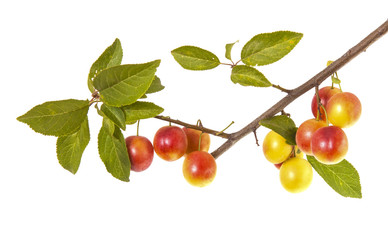 cherry-plum branch with berries and leaves isolated on white background