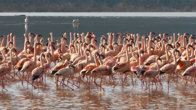 flamingos marching in unison at lake bogoria, kenya