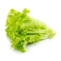 Leaf lettuce isolated on a white background
