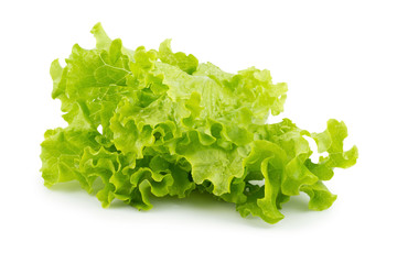 Leaf lettuce isolated on a white background