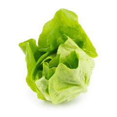 Fresh butterhead salad isolated on white background