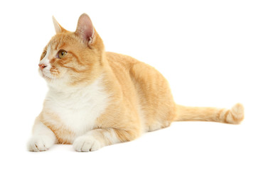 Ginger cat isolated on white background