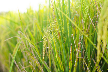 Close up of Paddy rice field green grass isolated on white.