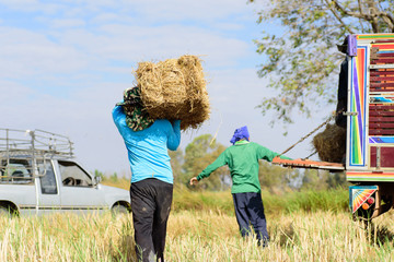 Thai farmer harvest and carry rice straw to truck for livestock