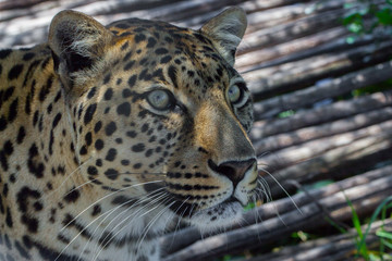 Leopard staring up.