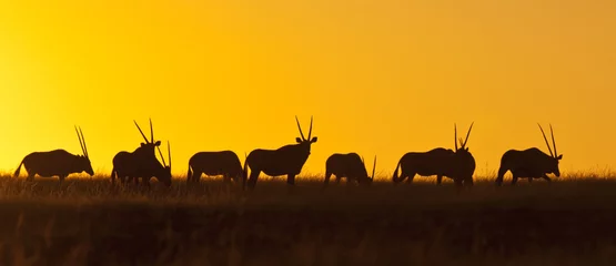 Fotobehang Afrika Namibia - Gemsbok at sunset  © mrallen