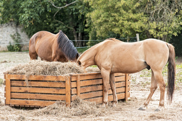 chevaux en train de paitre 