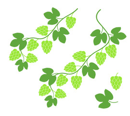 Branch hop. Isolated hop on white background