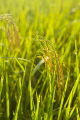 Close up of Paddy rice field green grass.