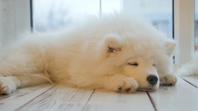 Tired sleeping samoyed puppy lying on the floor