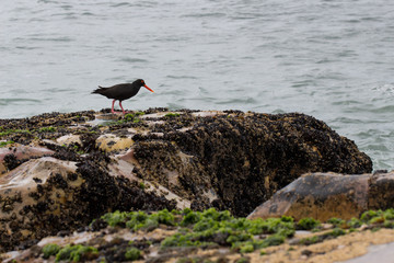 An oyster catcher standing on rocks with ocean in background.