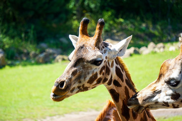 Giraffe im Portrait