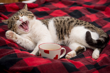 Cat relaxing in bed with cup of coffee