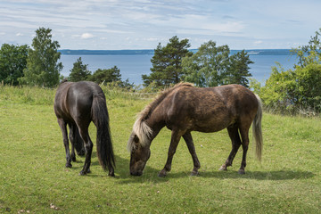 Icelandic horses grazing in a green field with view over water