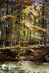 Schöne Wanderung im Herbstwald