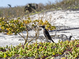 Galapagos Mockingbird, Nesomimus parvulus, on colorful coastal vegetation, Santa Cruz, Galapagos Islands, Ecuador