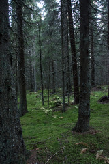 Old forest